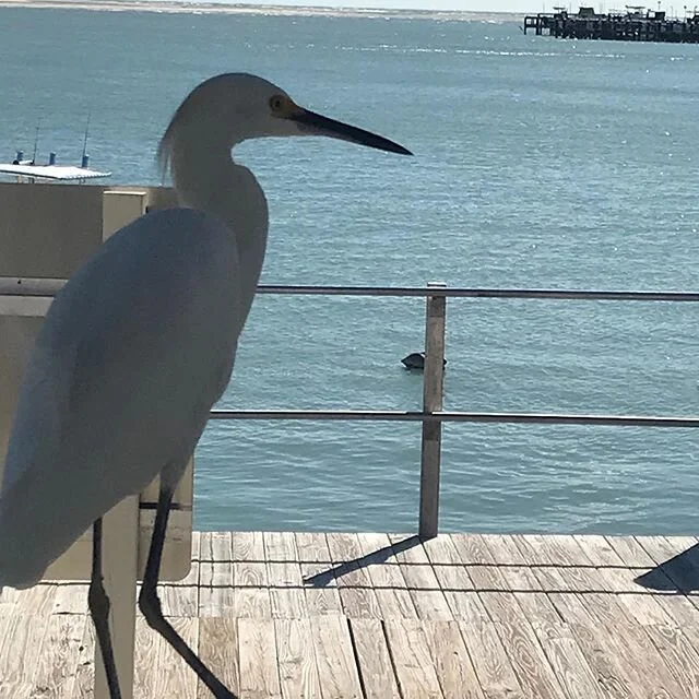 Just checking out the view #Florida #marcoisland #marcoislandflorida #caxambaspark #nature #wildlife #explore #weekend #relax #family