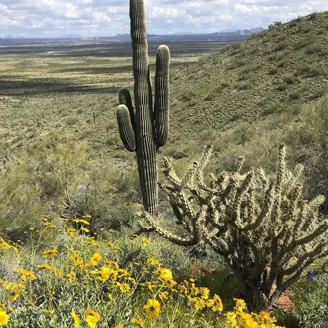 #springinarizona #spring #cactus #explore #hike #arizona #phoenix #adventure #nature #sun