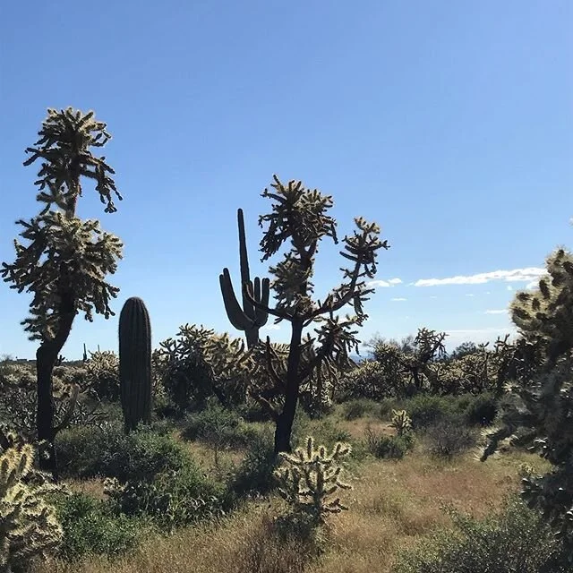 #hiking #explore #keepyourdistance #hiking #cactus #chollacactus #phoenix #tontonationalforest #adventure #exercise #socialdistancing #sunday