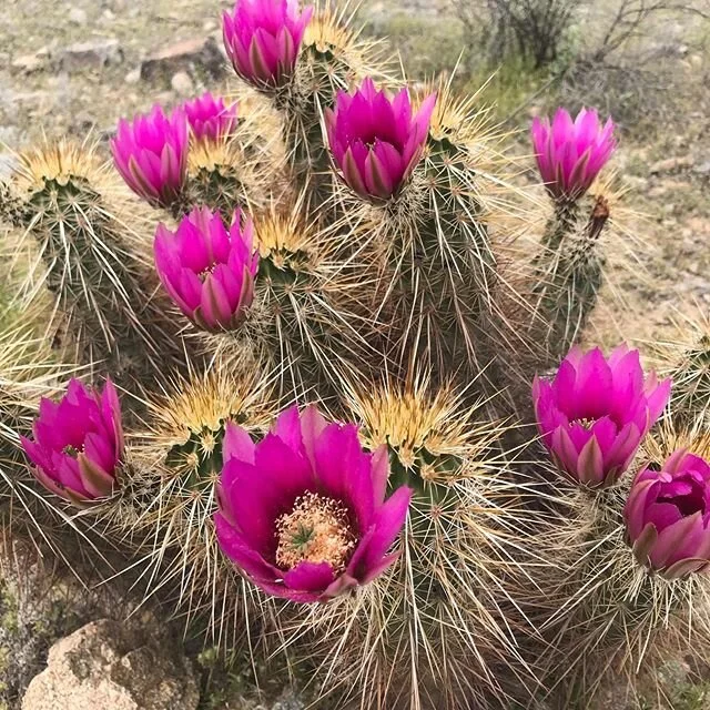 #cactus #explore #spring #arizona #hedgehog #flowers #adventure #hike #southmountain #phoenix #freshair #sunday