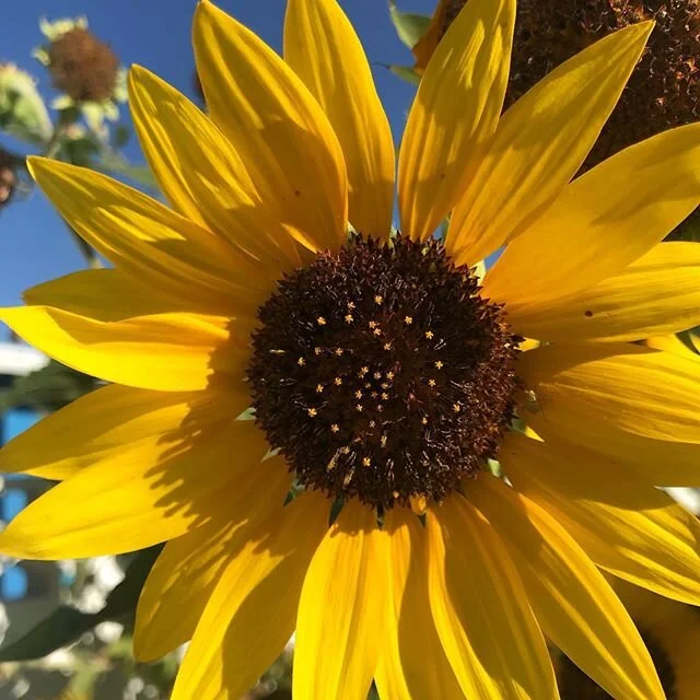 #latergram #morningwalk #phoenix #sunflower #sunflowers #nature #explore #flowers #arizona #walk #staysafe
