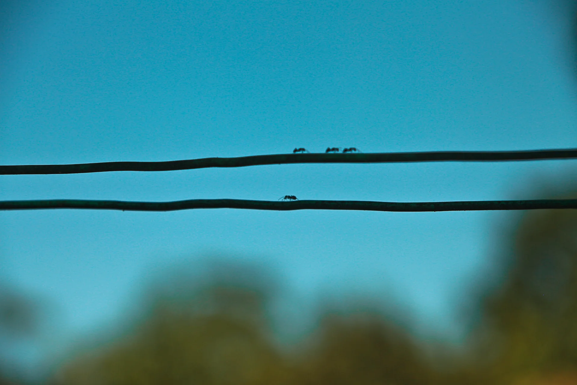 HORMIGAS EN EL PANTANO.JPG