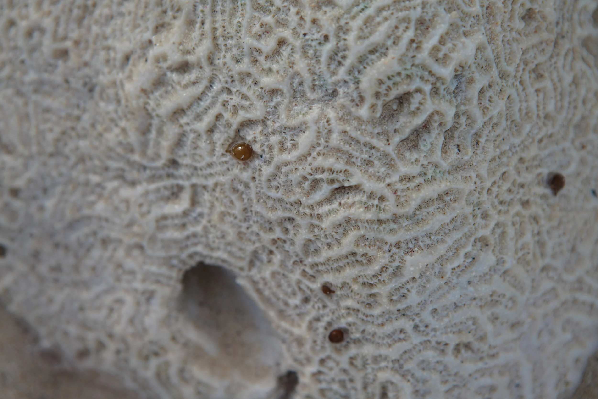 TULUM PPP - 09169.JPG