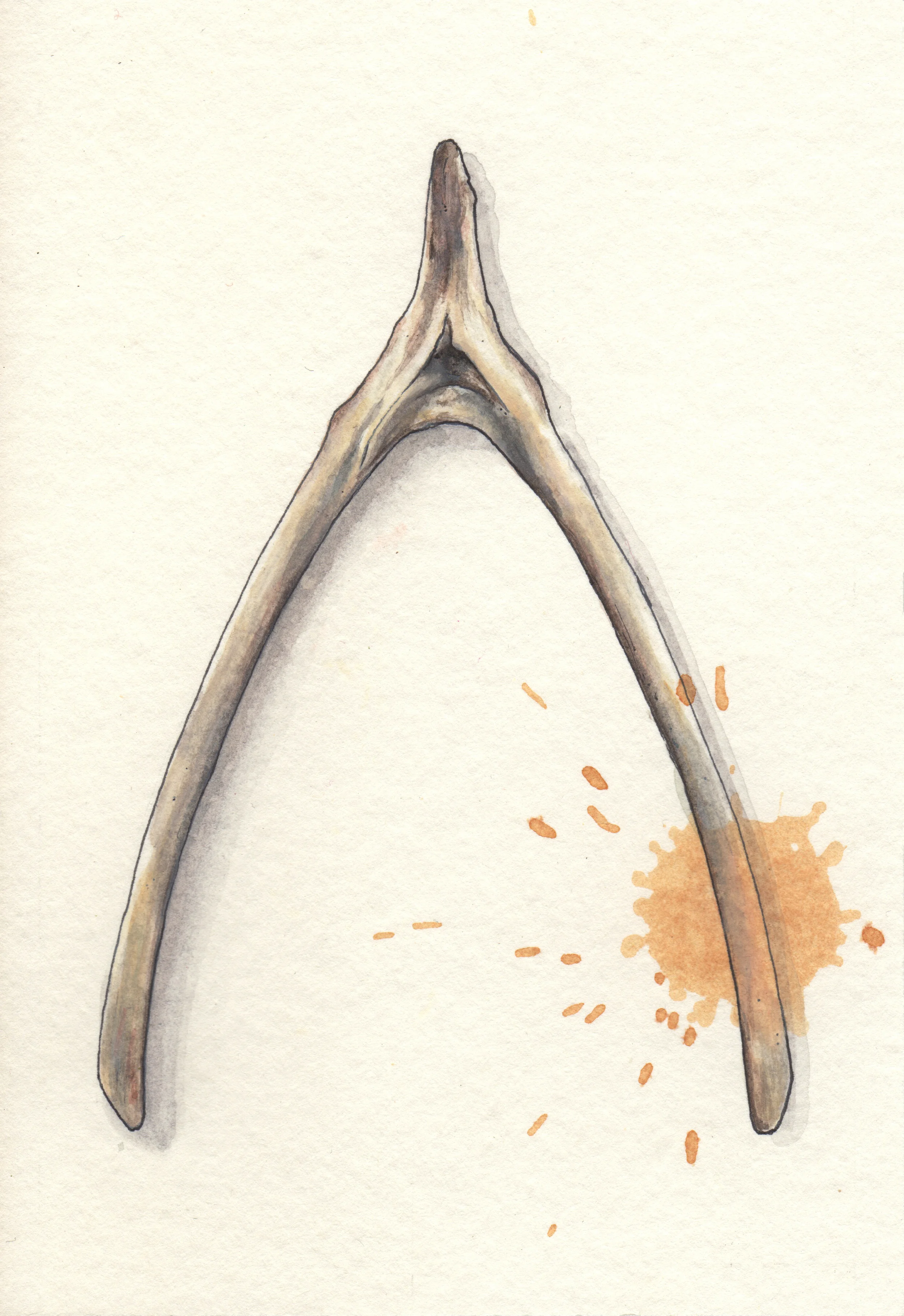   Wishbone with Tea Stain   Watercolor,&nbsp;ink + tea on paper  5" x 7"  SOLD&nbsp;       