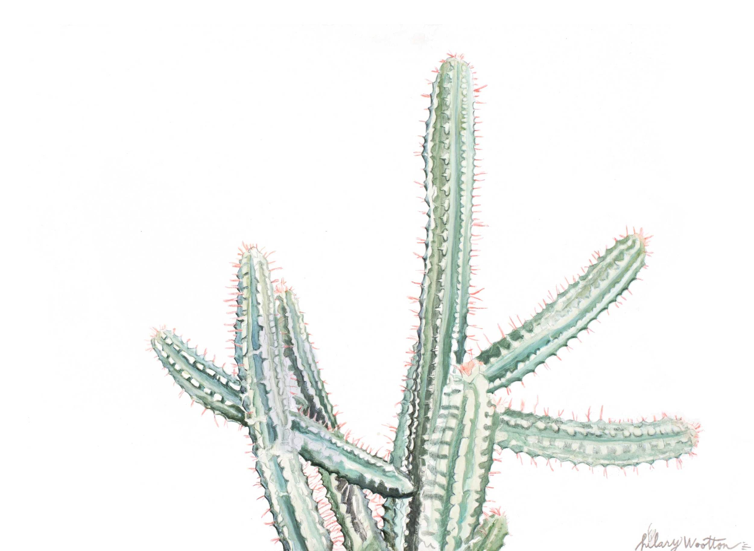 Echinopsis II Acrylic + graphite on wood 12" x 9" * prints + cards available in my Etsy shop ➵ Hilary Wootton
