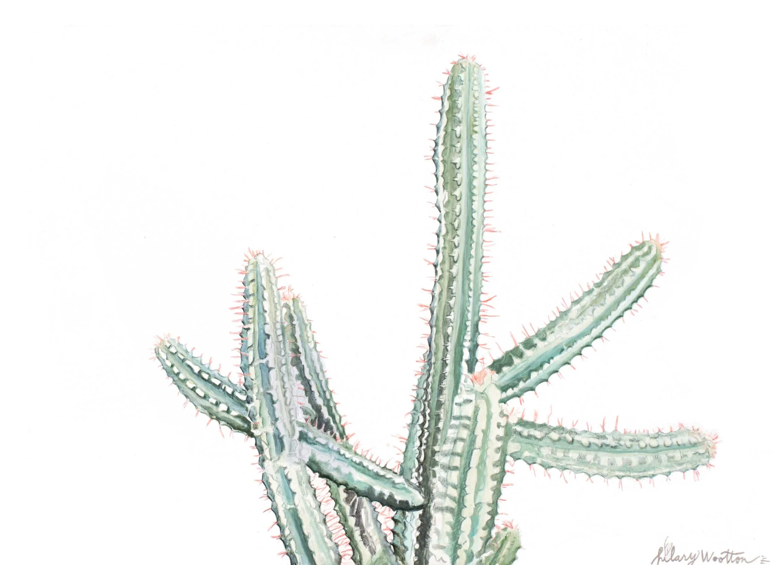 Echinopsis II Acrylic + graphite on wood 12" x 9" * prints + cards available in my Etsy shop ➵ Hilary Wootton