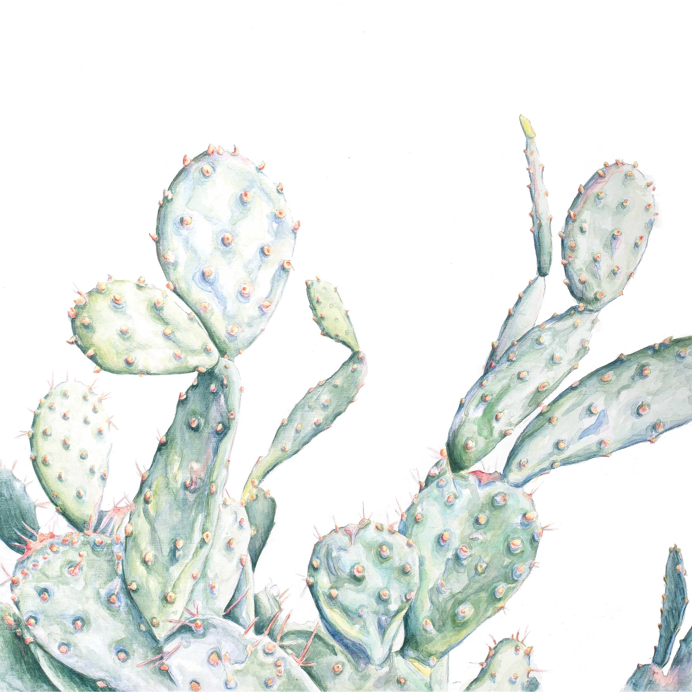 Opuntia I Acrylic + graphite on wood 11" x 11" * prints + cards available in my Etsy shop ➵ Hilary Wootton