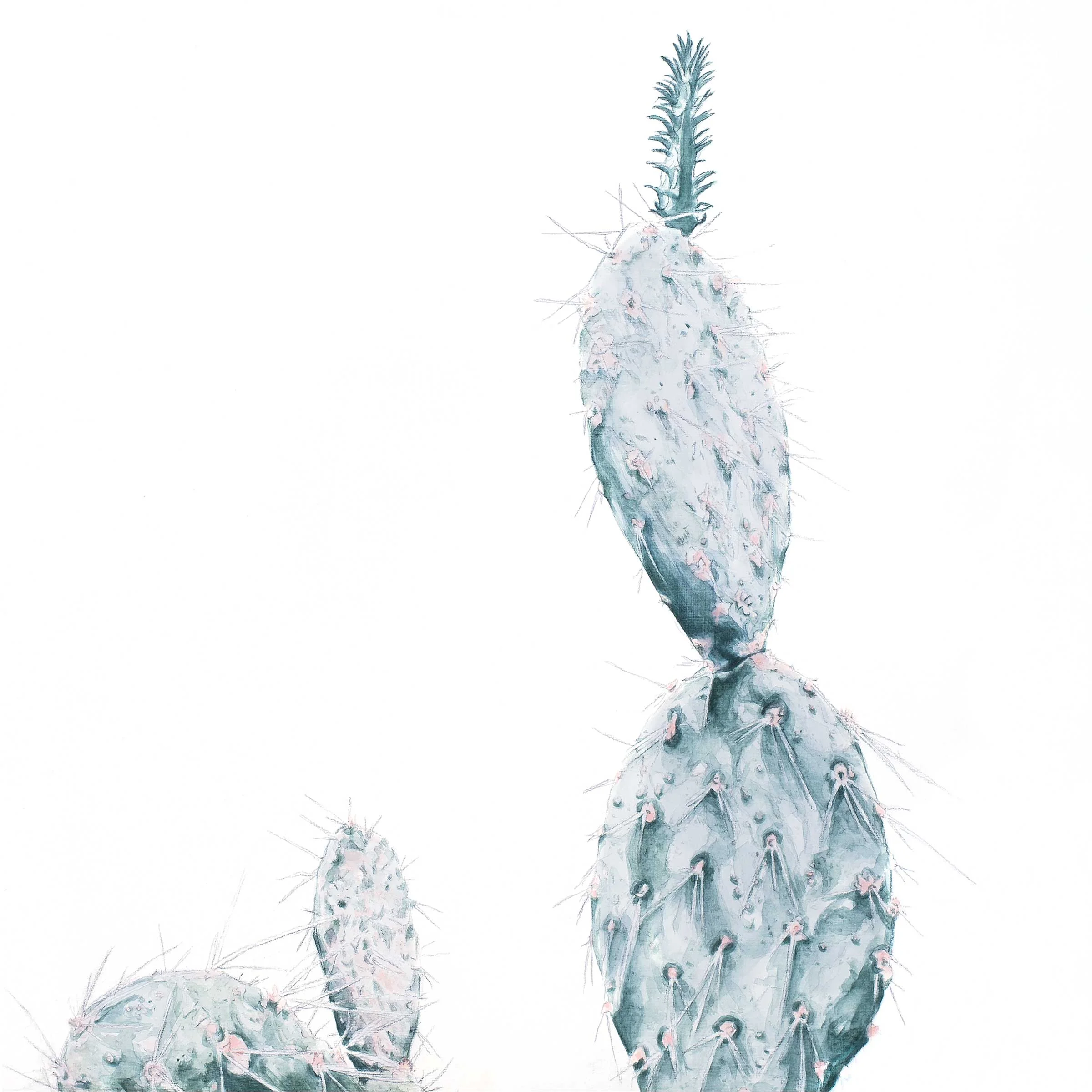 Opuntia III Acrylic + graphite on wood 12" x 12" SOLD * prints + cards available in my Etsy shop ➵ Hilary Wootton