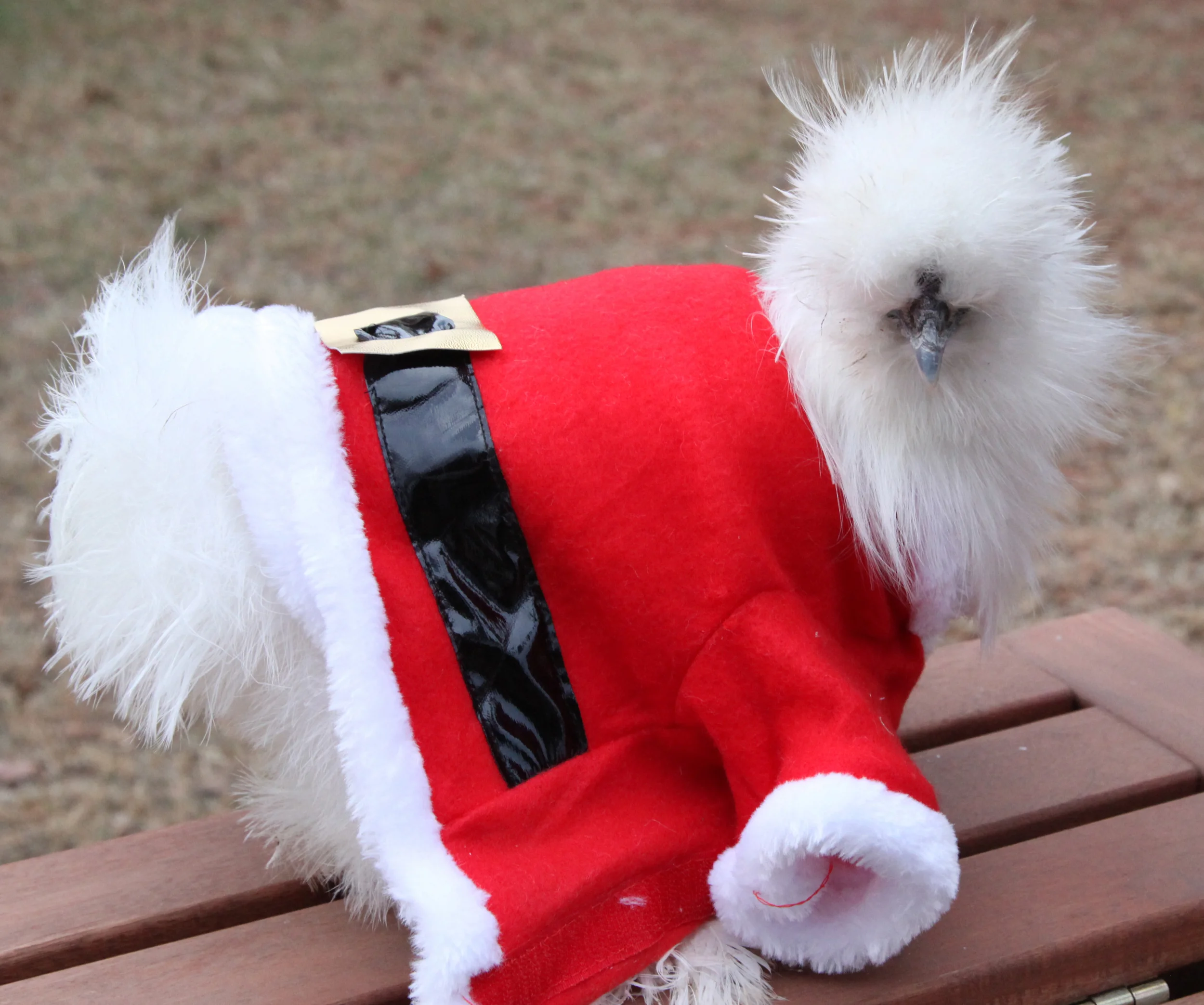 santa-chicken.jpg