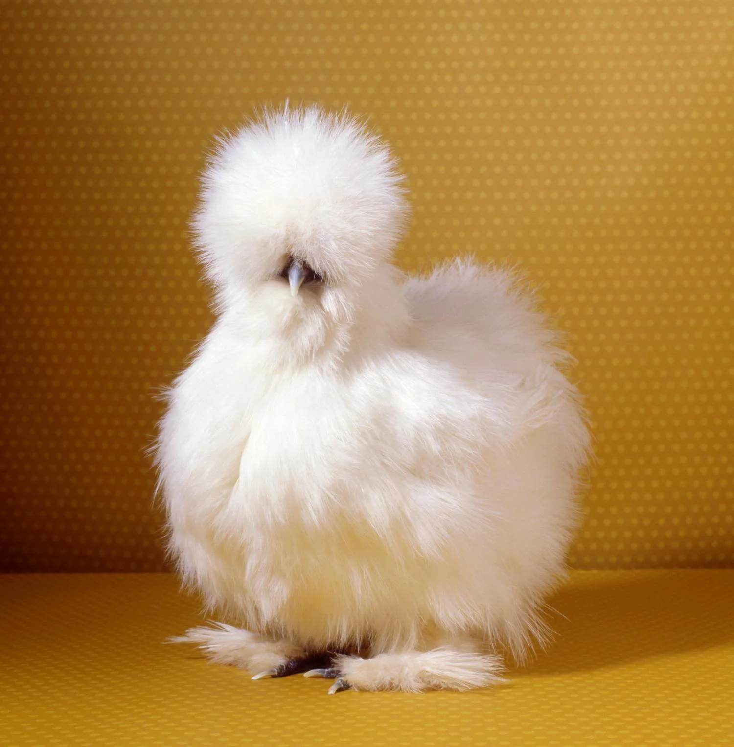 tamara-staples-pretty-chicken-fancy-white-silkie.jpg