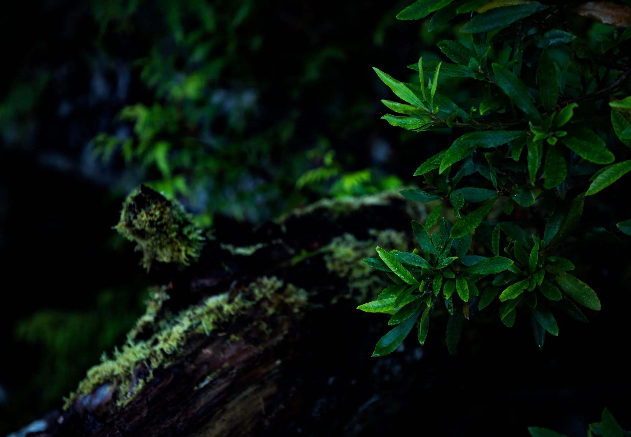 9915CE63-769E-42C8-AC99-D82B3678551F.jpeg