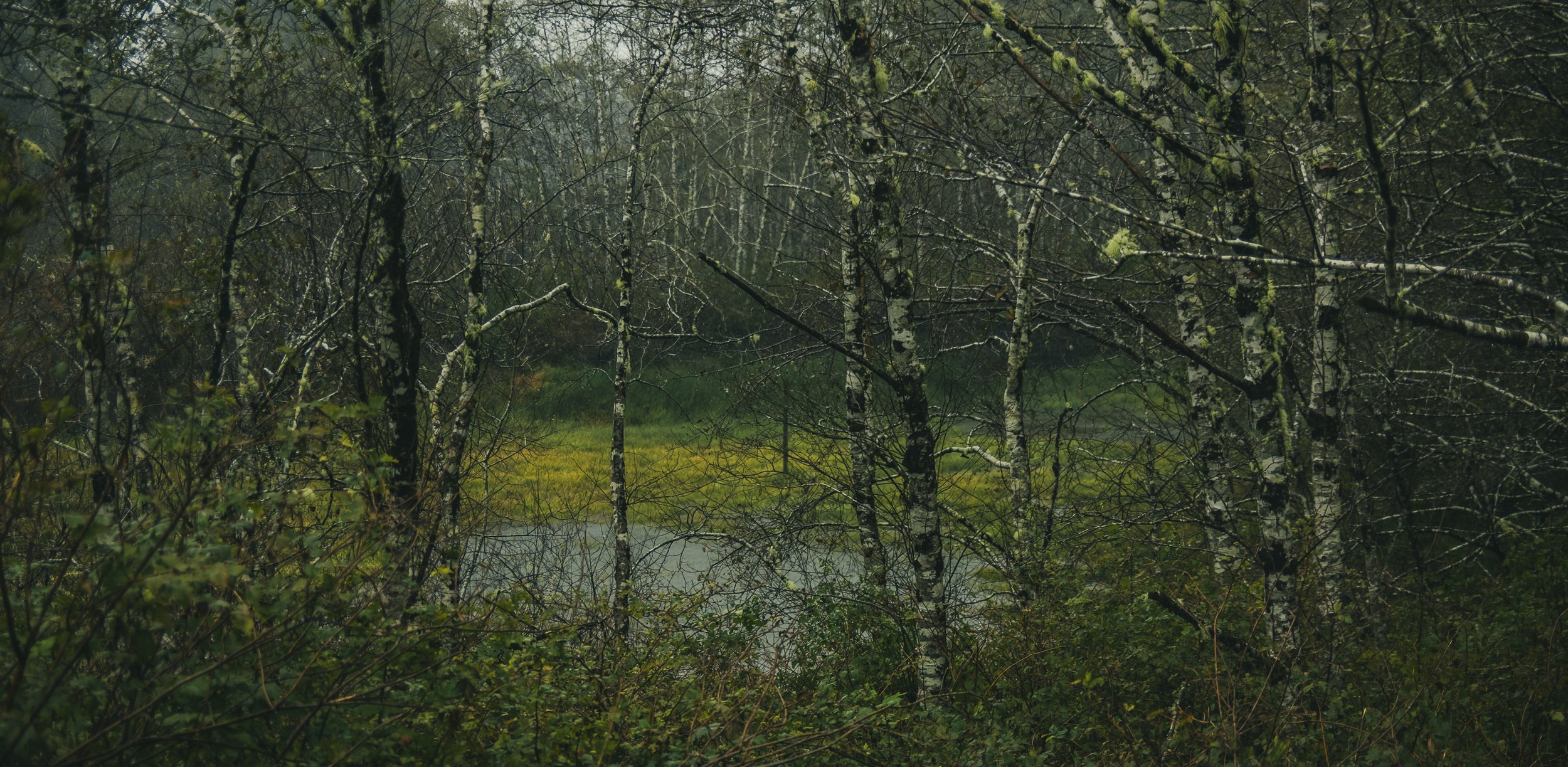 Birch Tree Pond.