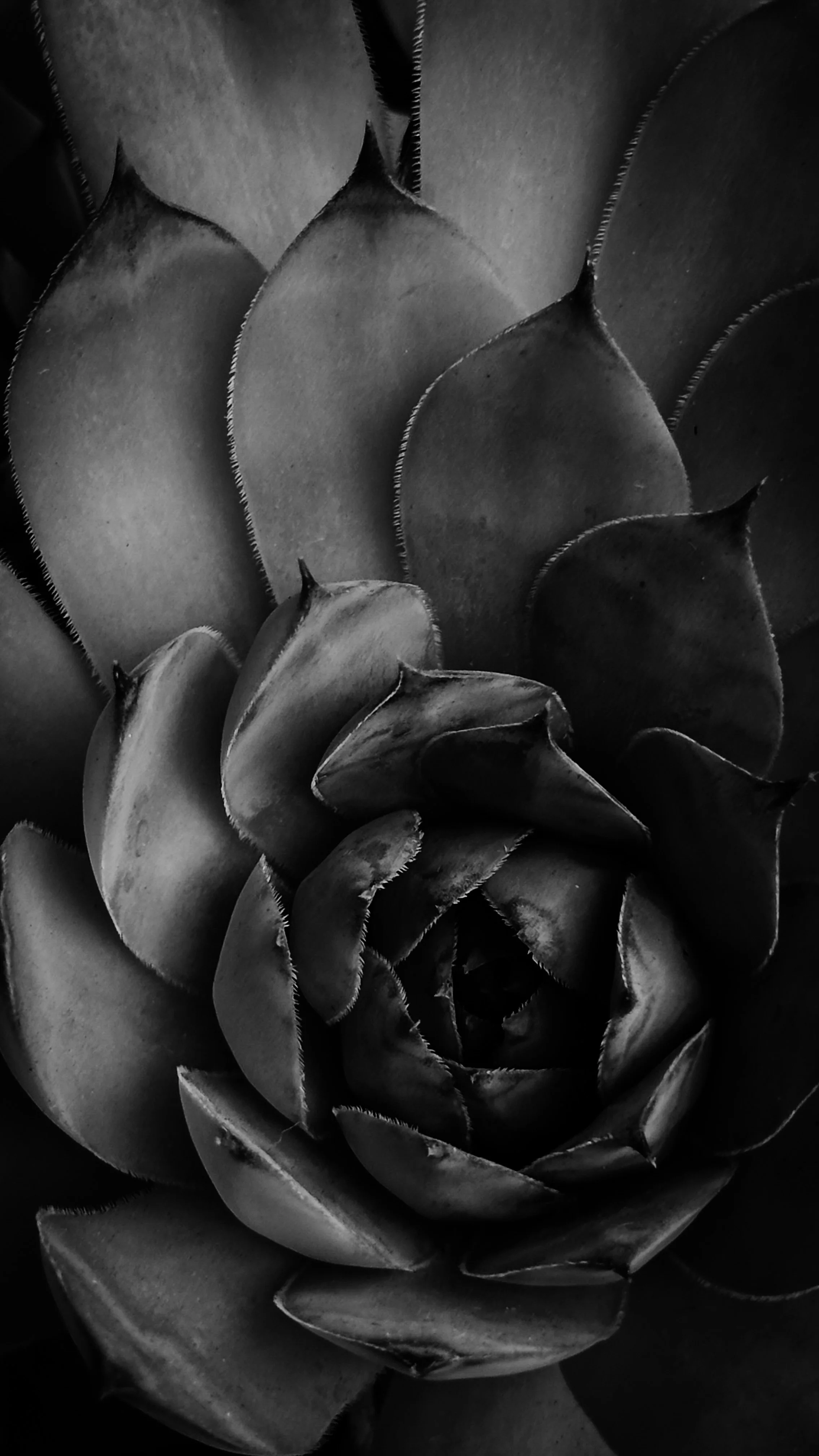 D9229205-5088-43A9-93BF-DC0838DDA8B1.jpeg