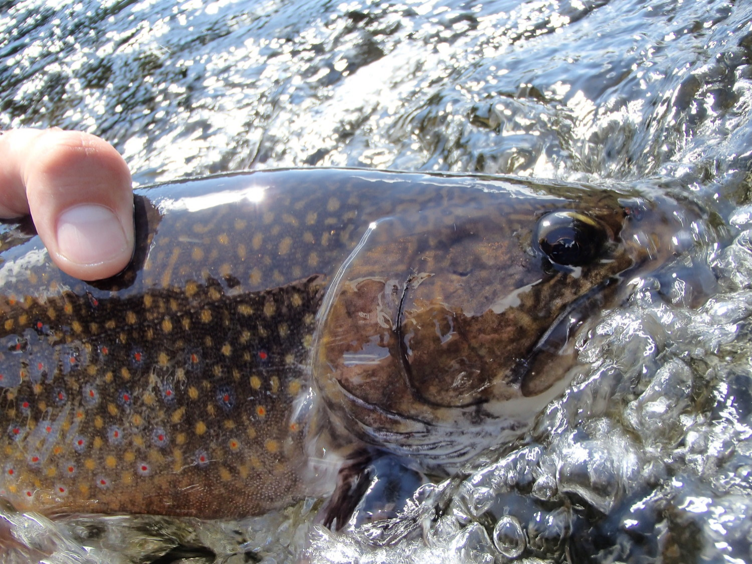 Interested in booking a guided experience in one of the top fly fishing destinations in the northeast? Find Out How →