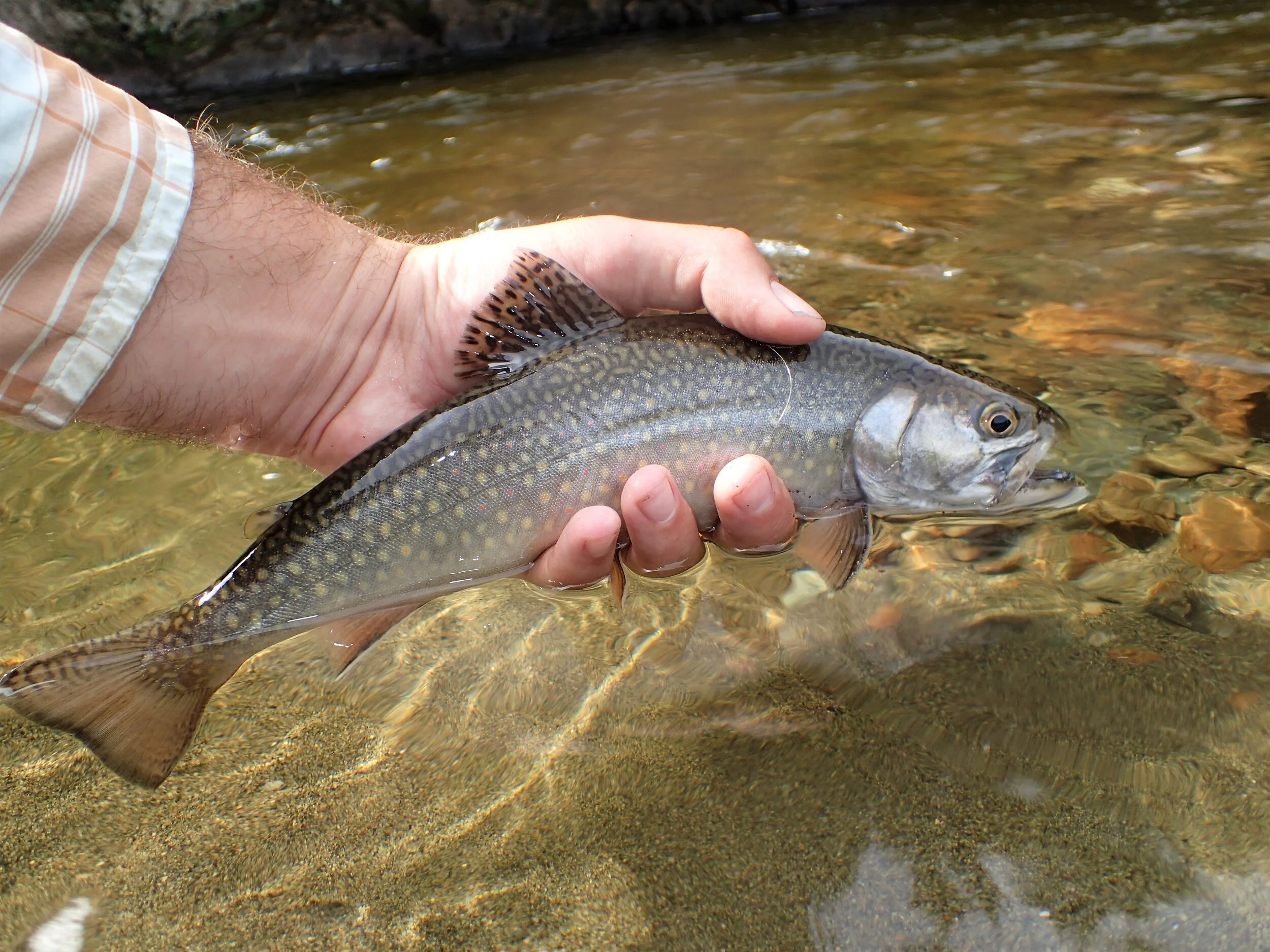 Other — Top Notch Fly Fishing LLC