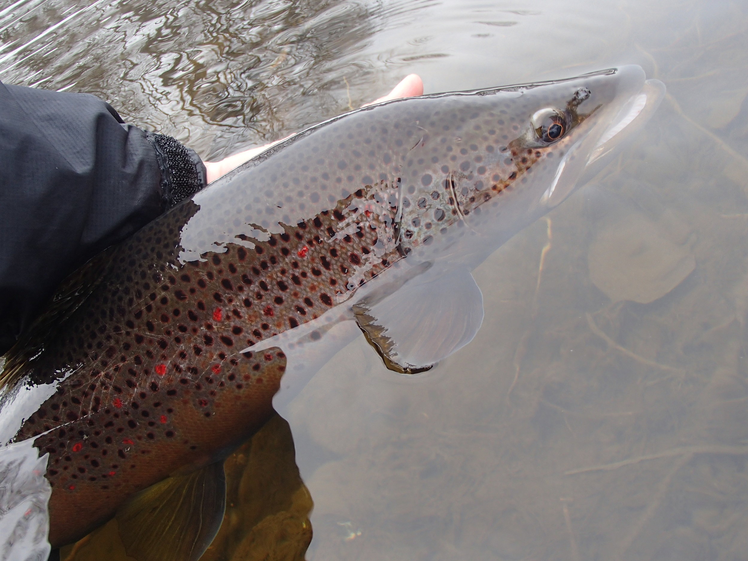 Connecticut River — Top Notch Fly Fishing LLC