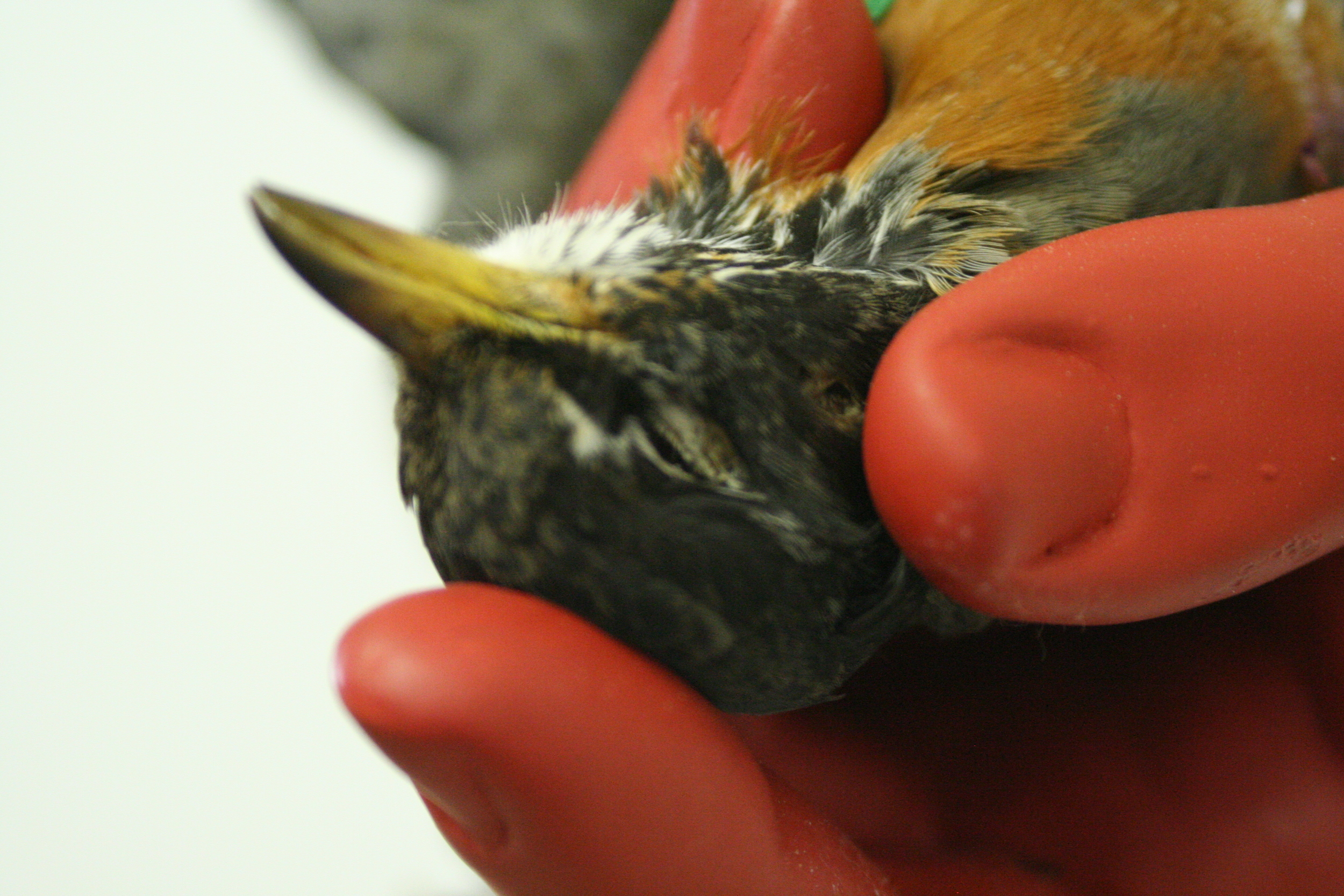 Bird-In-Hand Detail
