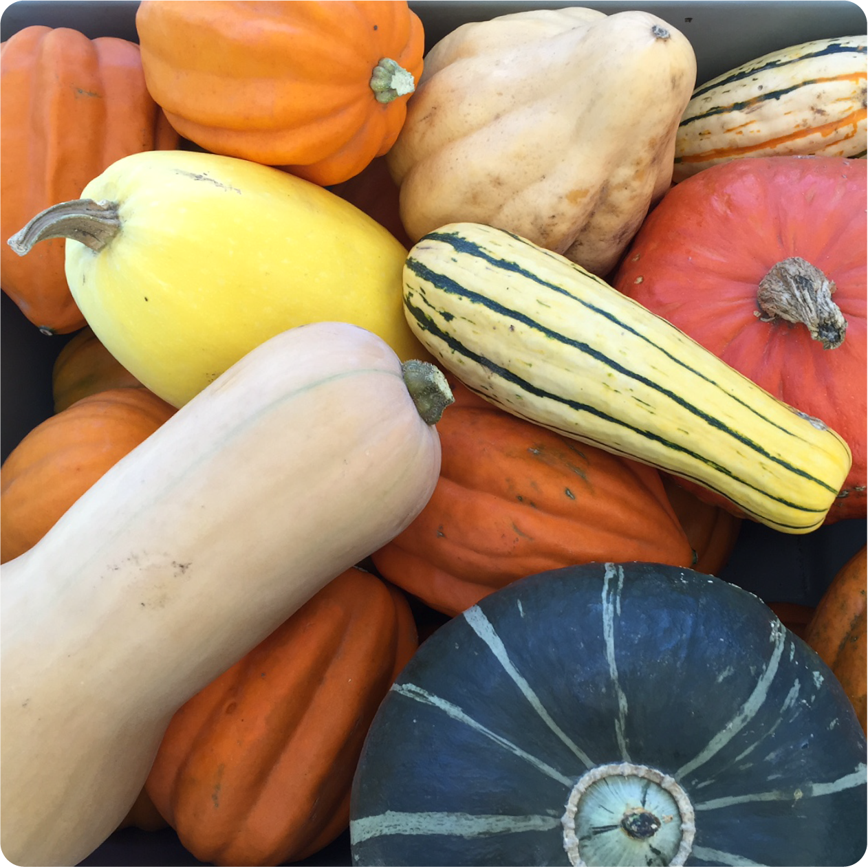 SQUASH...We have the fall favorites – spaghetti, acorn, butternut & delicata.