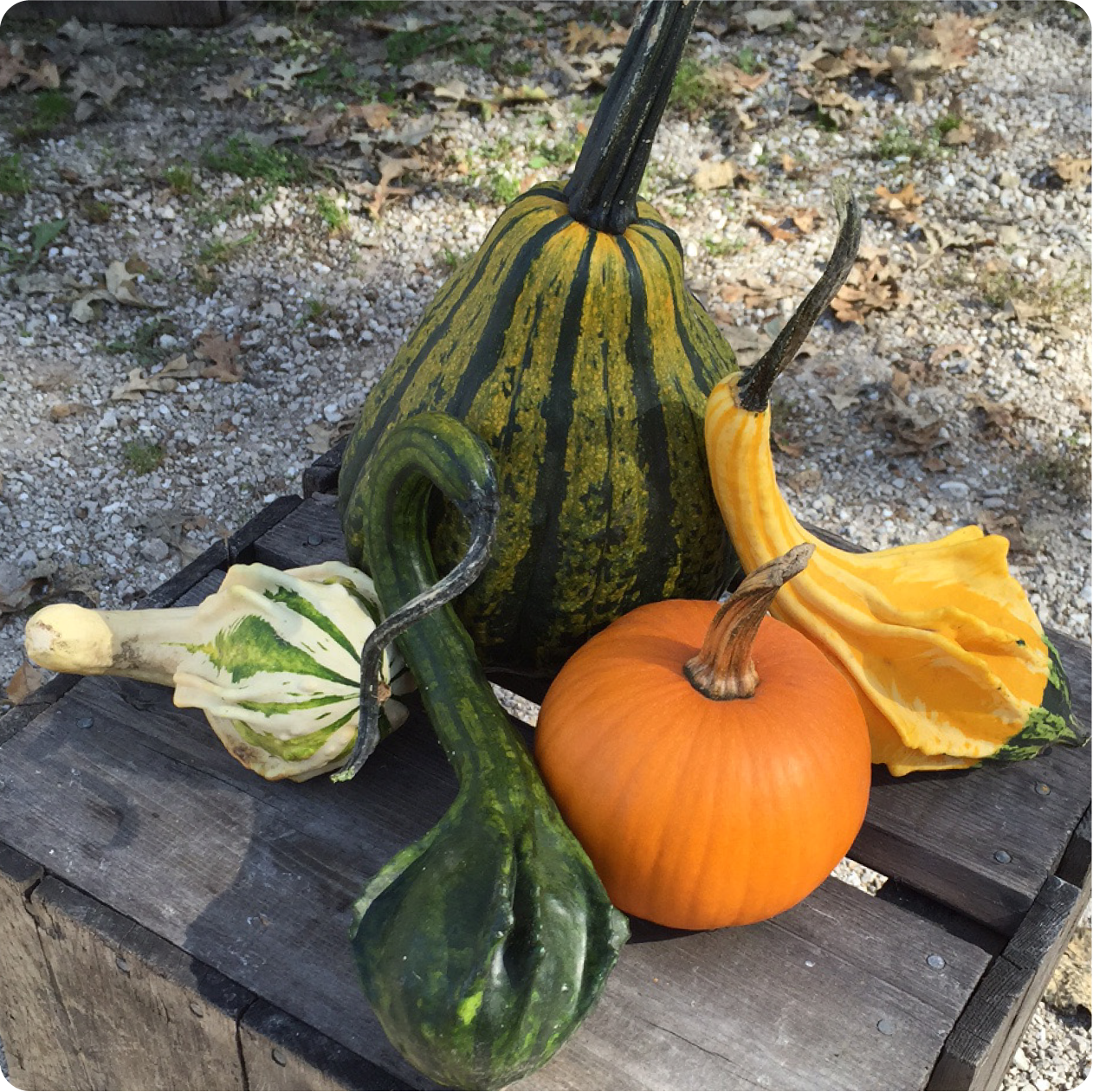 GOURDS..We have a wide assortment of gourds for all your fall decorating.