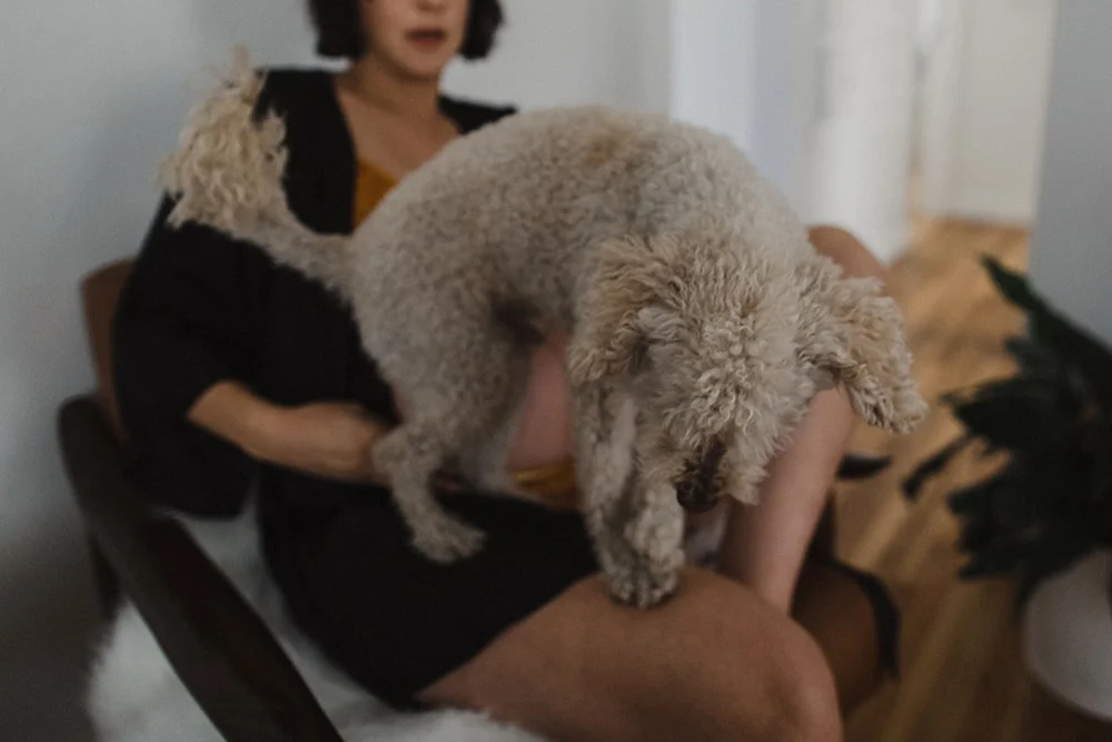 dog jumping on someone's lap