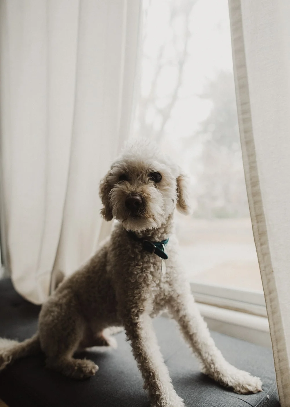 dog sitting on bench looking at camera in front of window