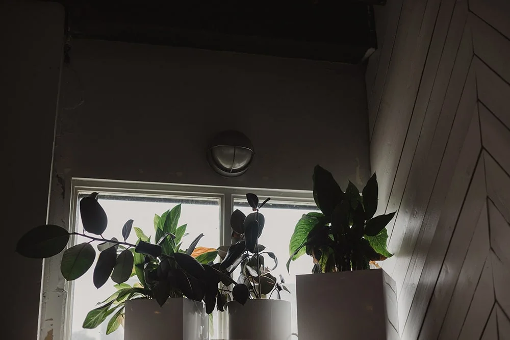 plants hanging in corner of union pine with backlight