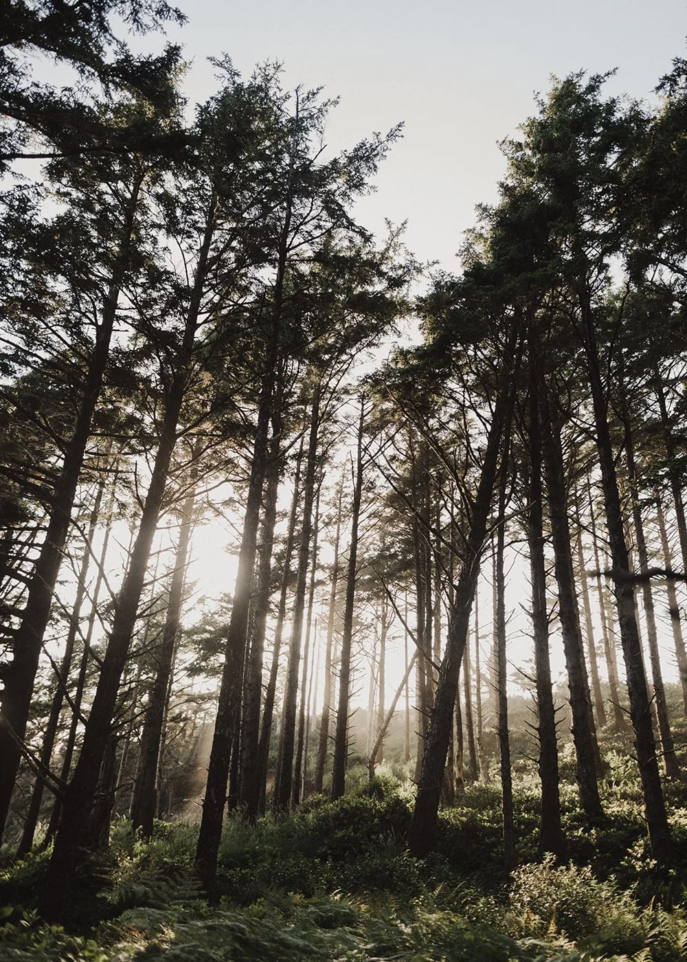 Cannon Beach Engagement Photos2.jpg