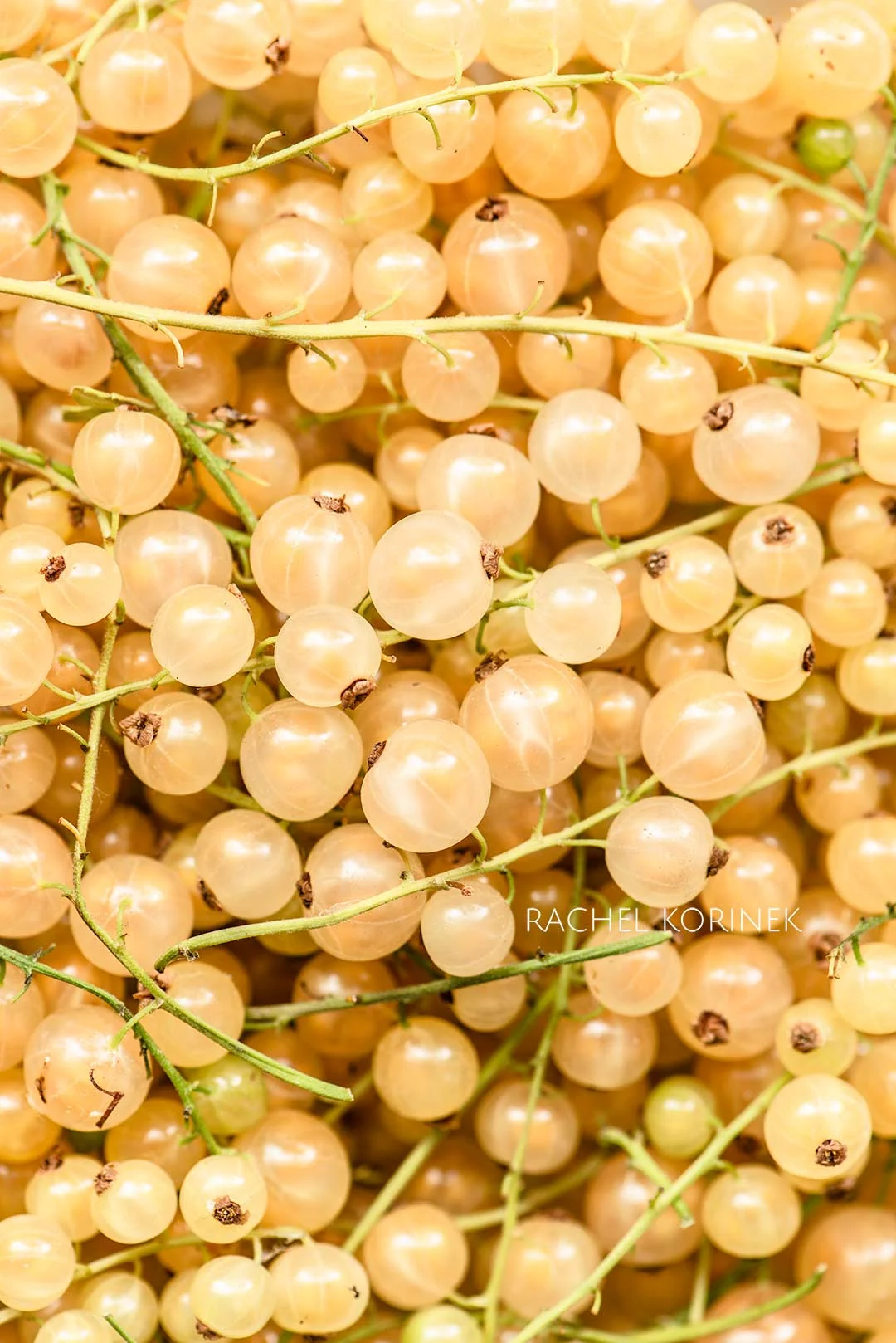 Rachel Korinek Food Photographer | Red White Currants