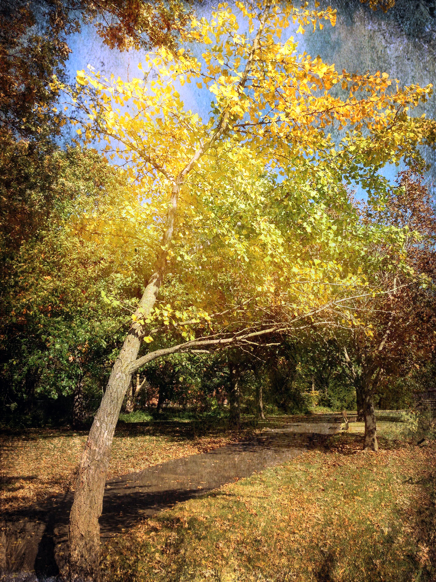 The ginkgo is my favorite tree, with unique shaped leaves of yellow. In autumn, the leaves seem to fall late and then all at once. If you blink.....you might miss it. But, then there's always next year.