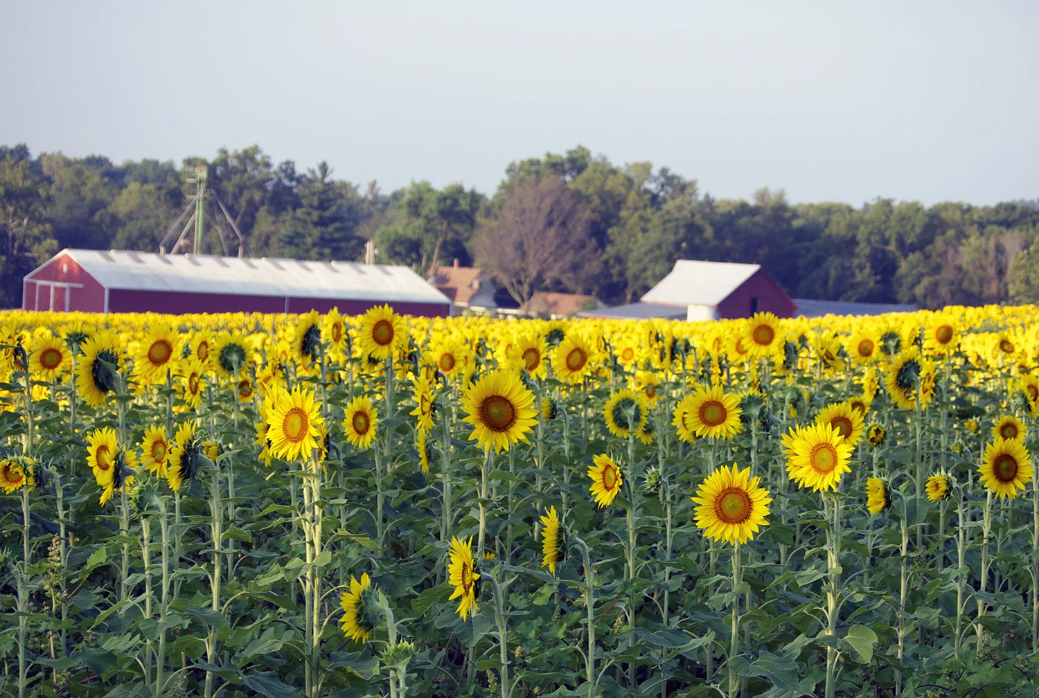 barn in distance.jpg