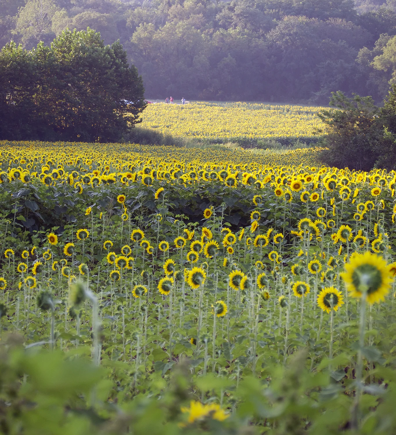 Sea of yellow from no tres.jpg