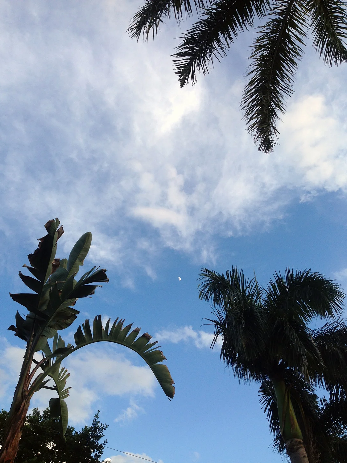 hint of a moon.jpg