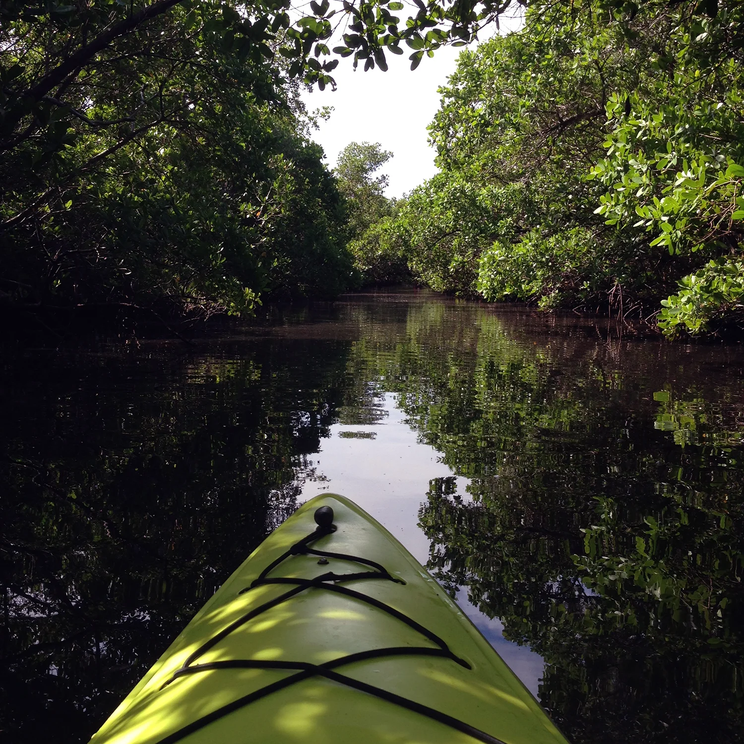 kayaking through the mangroves.jpg