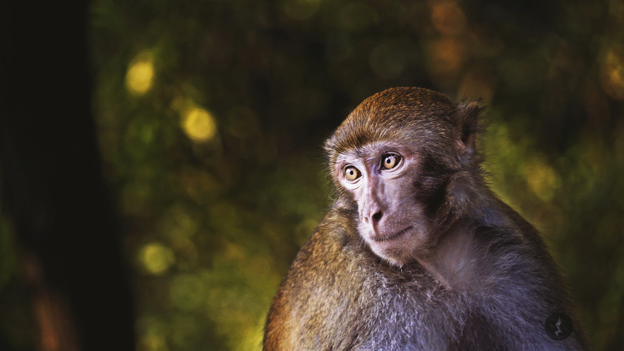 Quianling Park Monkey.jpg