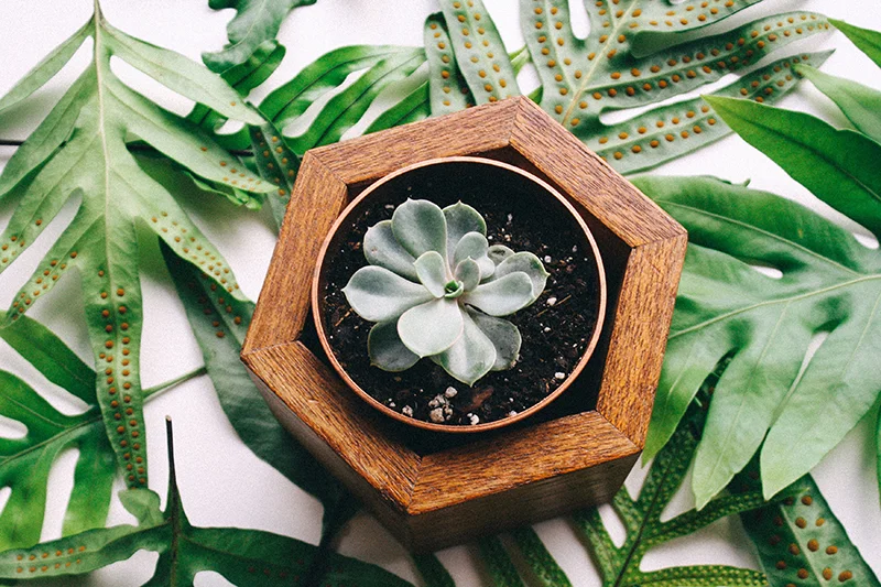 planter.jpg