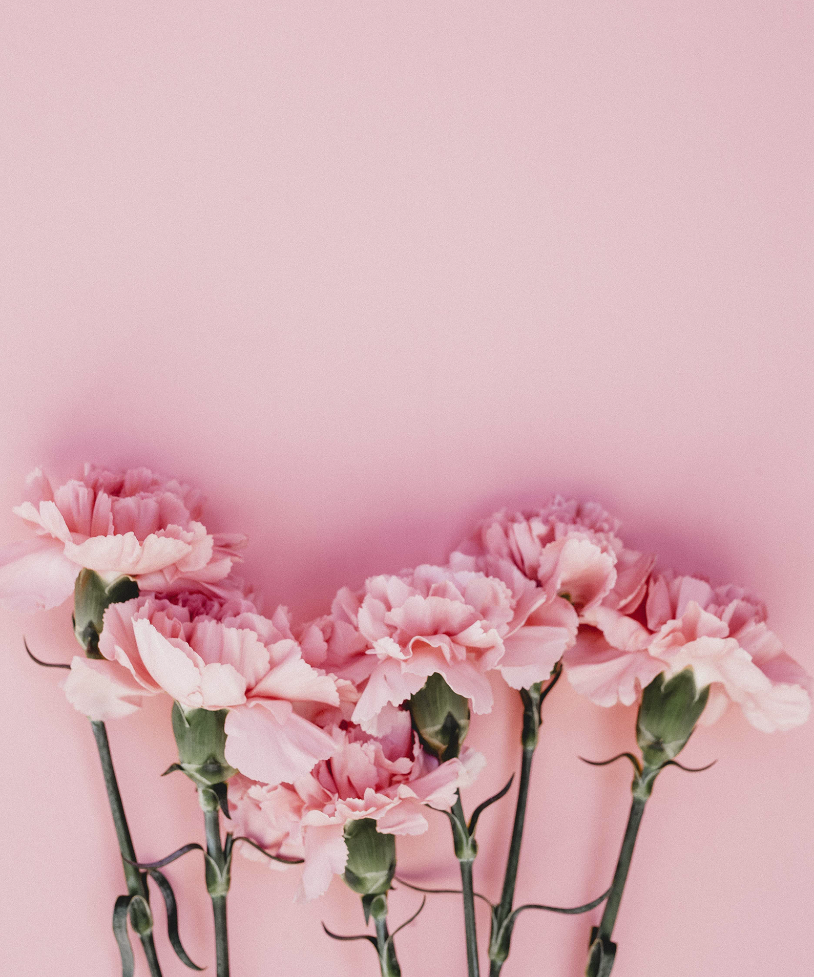 Pink Flowers.png