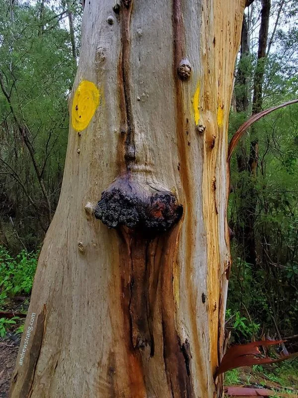 2020-07-07 15.33.34crop1sat,WWW3.jpg