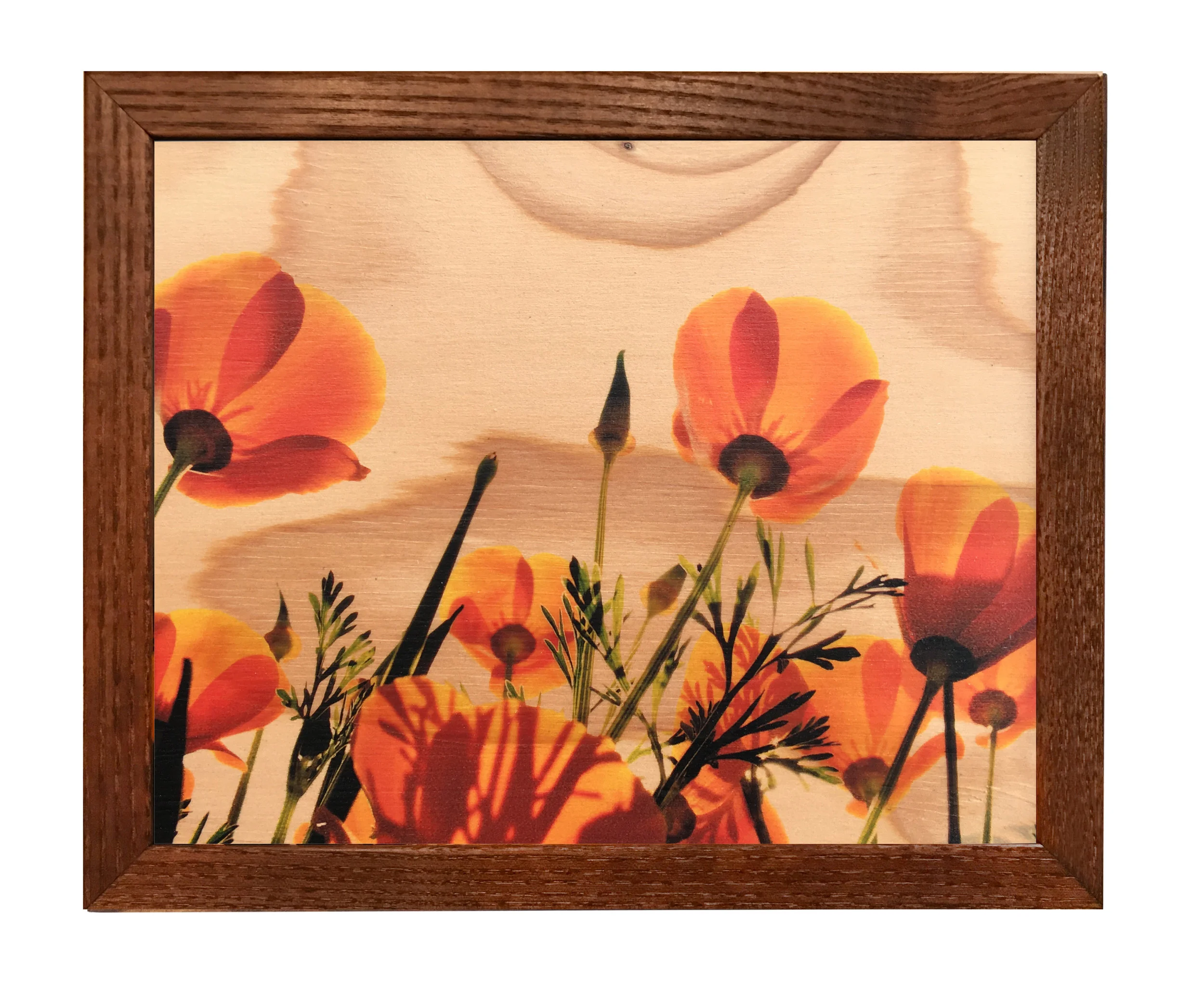 Poppies_8x10.jpg