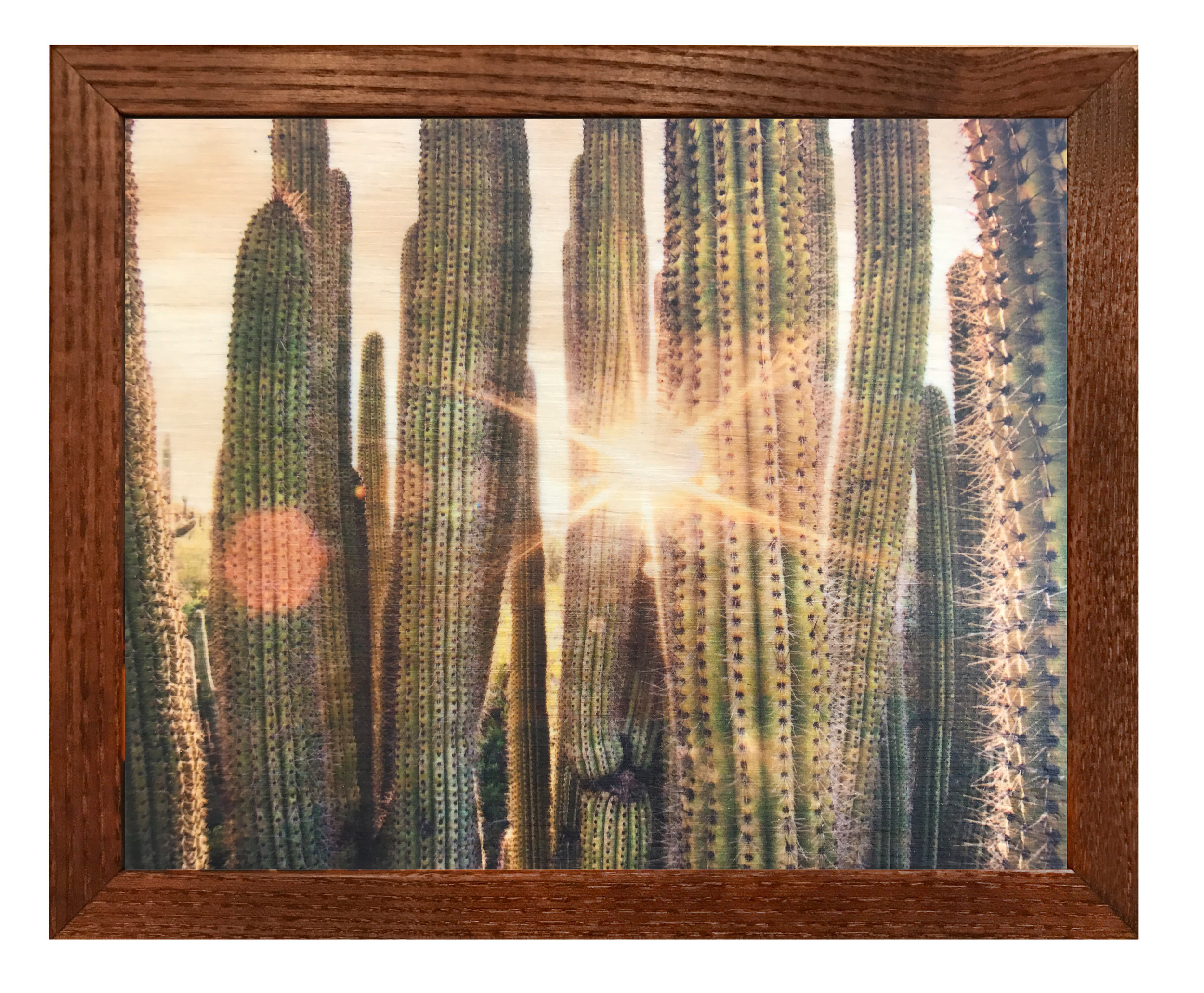 CactusFlare.jpg
