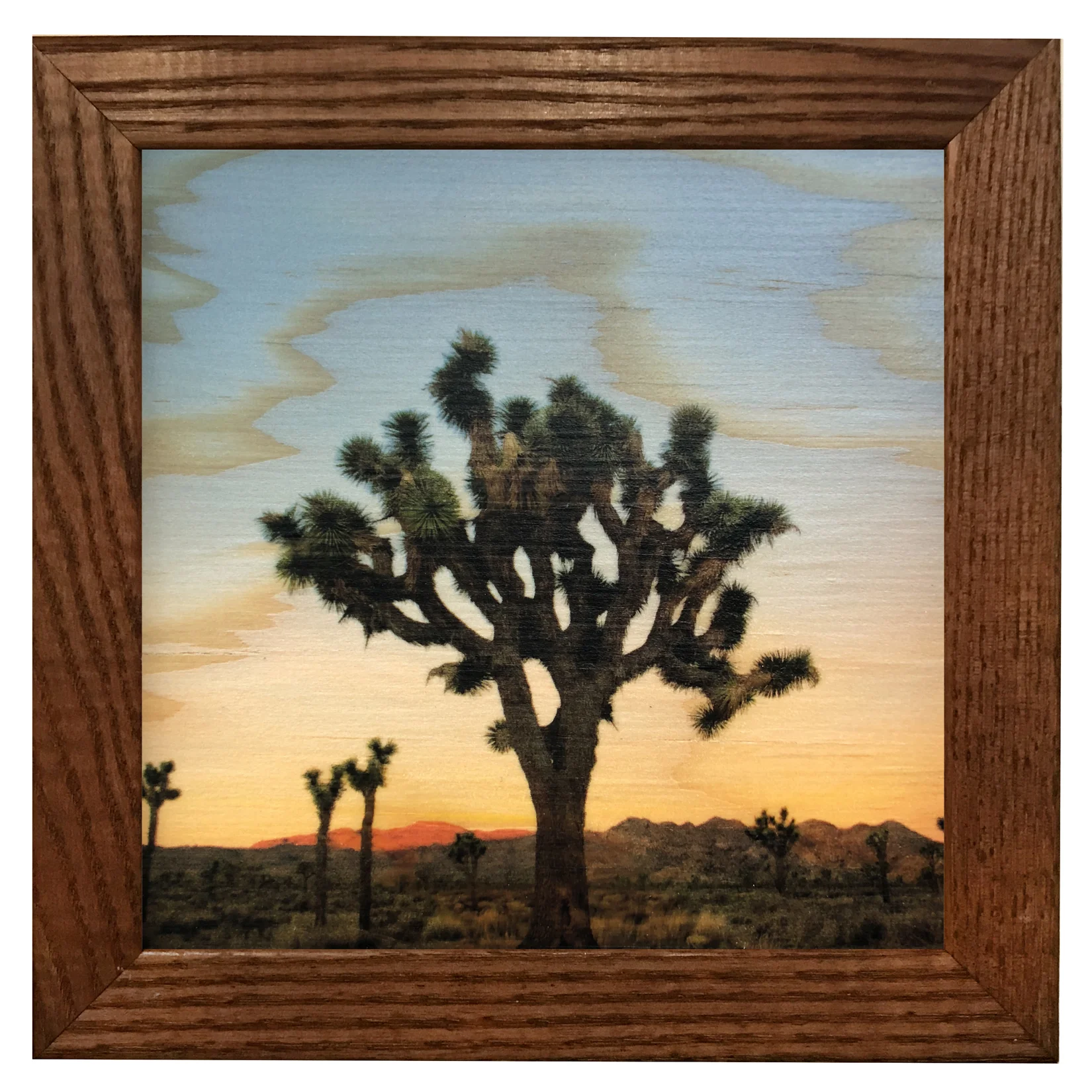 JOSHUATREE2.jpg