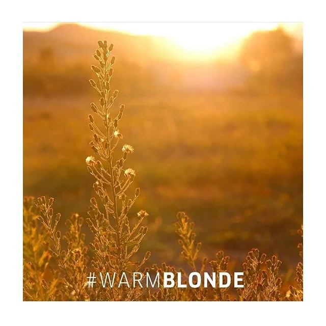 Just over here dreaming of what colour I will choose after lockdown
.
.
.
#wella #wellahair #blonde #blondehair #warmblonde #blondebalayage #naturalhair #naturalhairstyles #longhair #longhairstyles #nature #chandlersford #chandlersfordsalon #hampshir