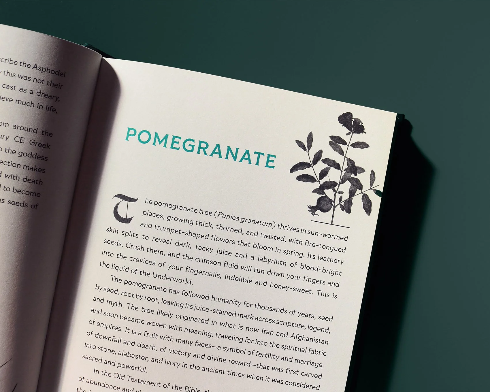 VIRGILLO_wicked_roots_pomegranate.jpg