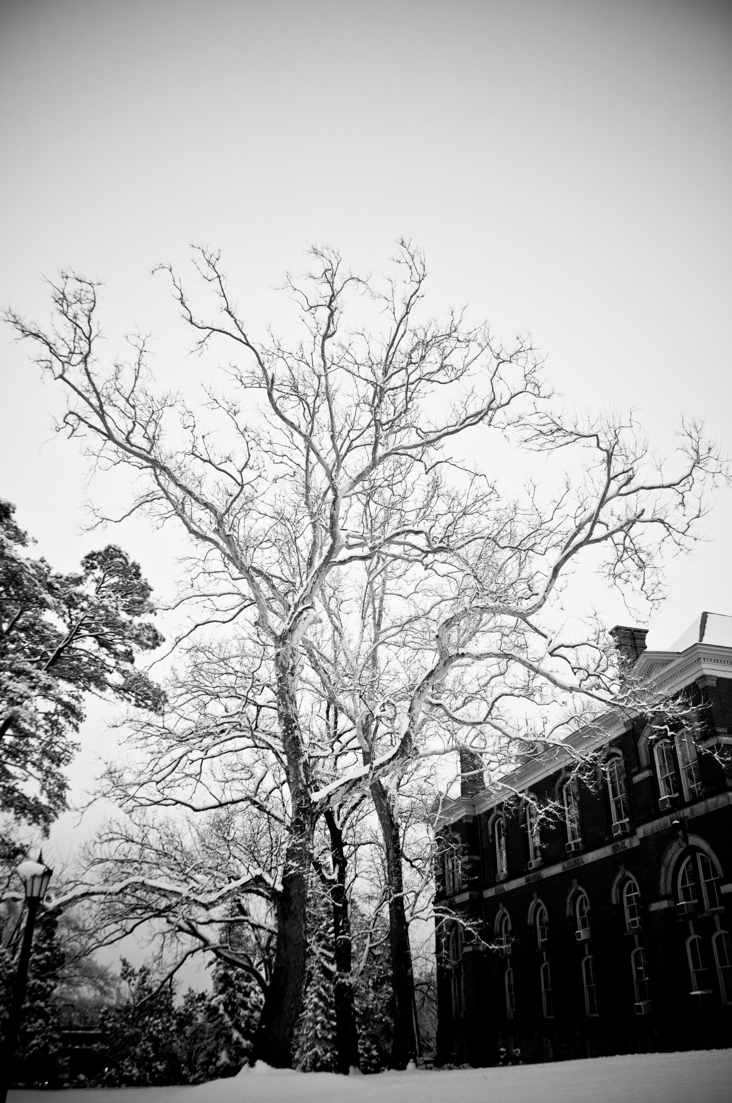 The Snow in Cville -33.jpg