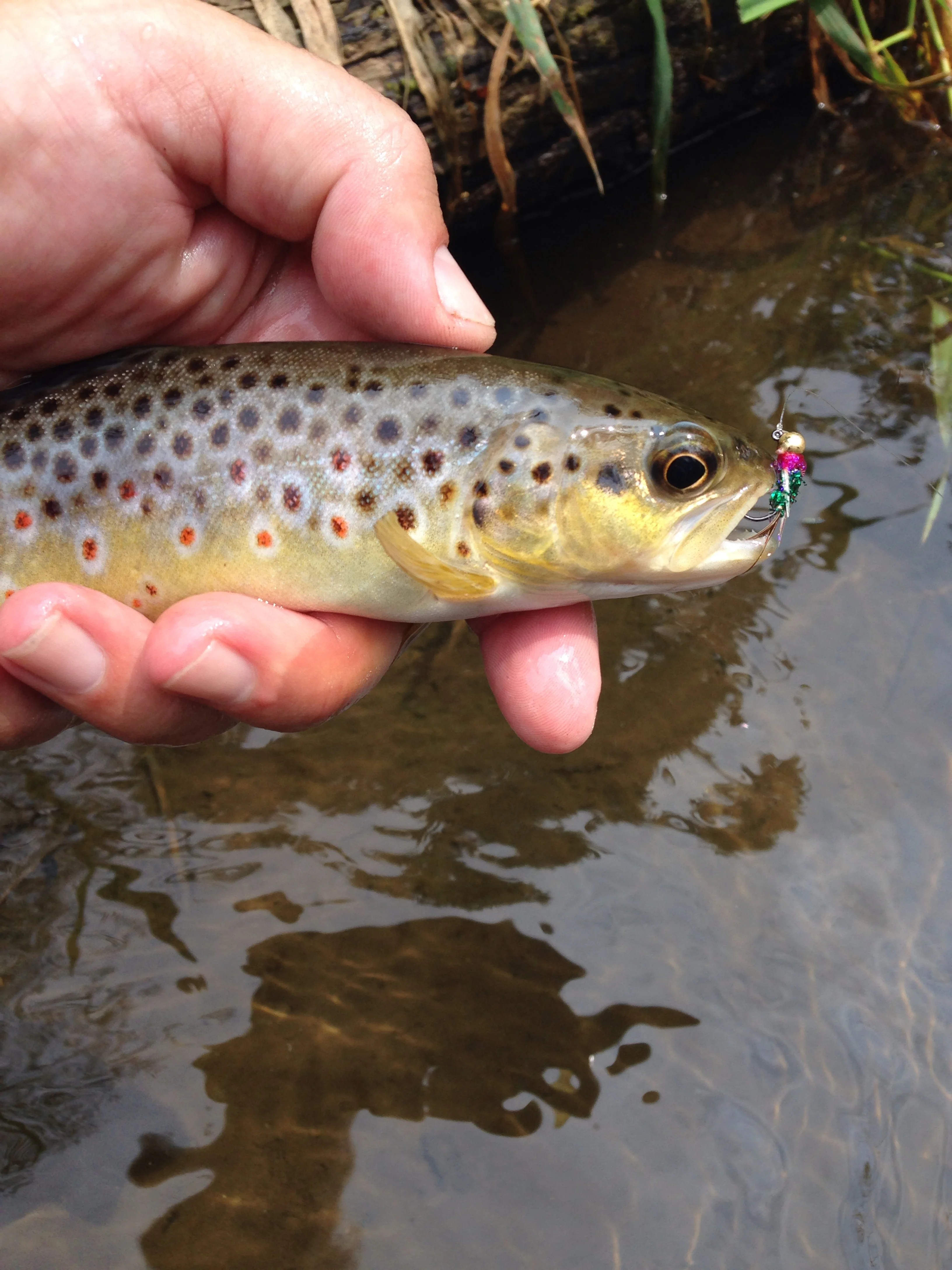 Friday Fishing: Short, but Productive