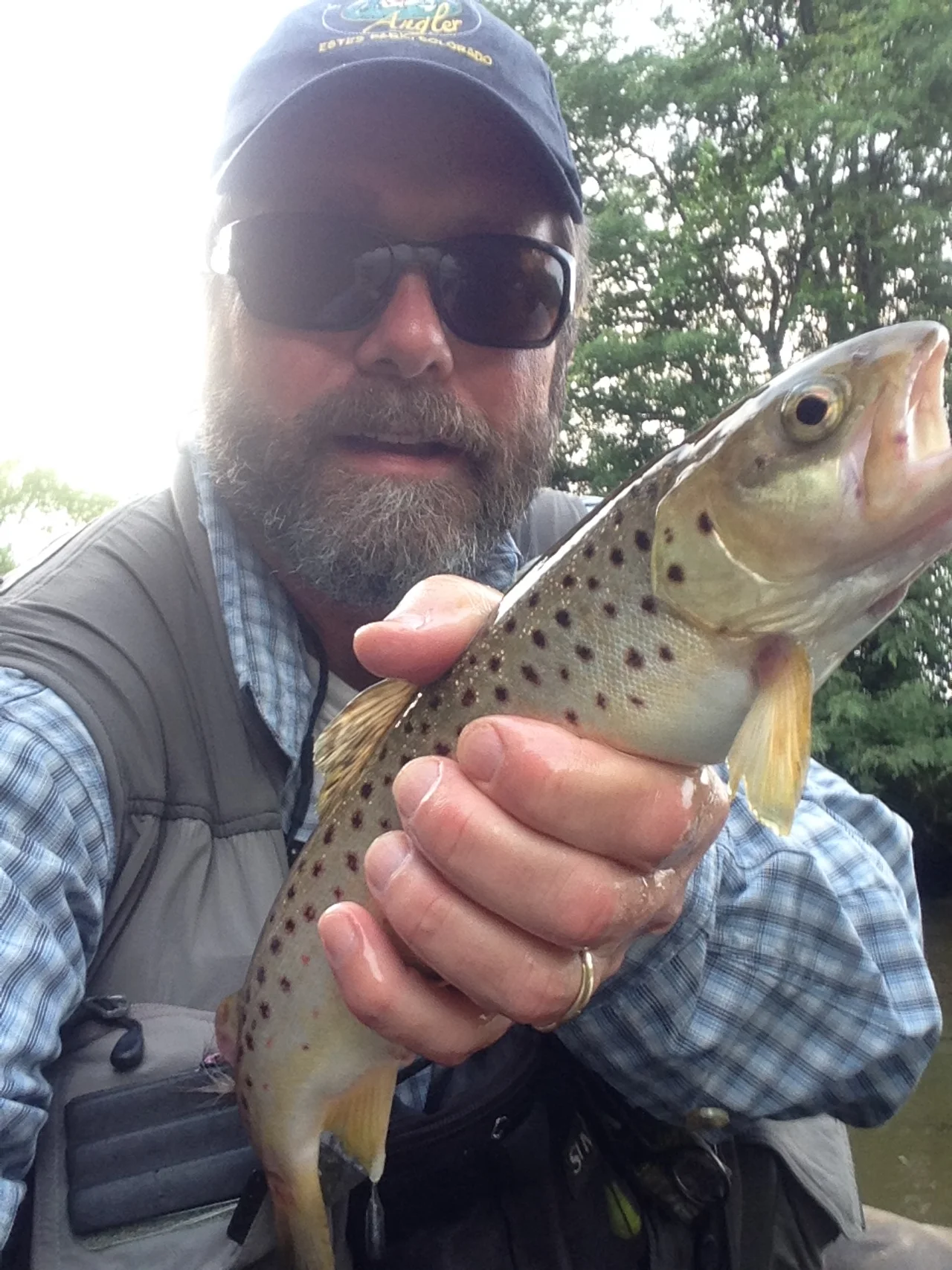 Late Summer Trout