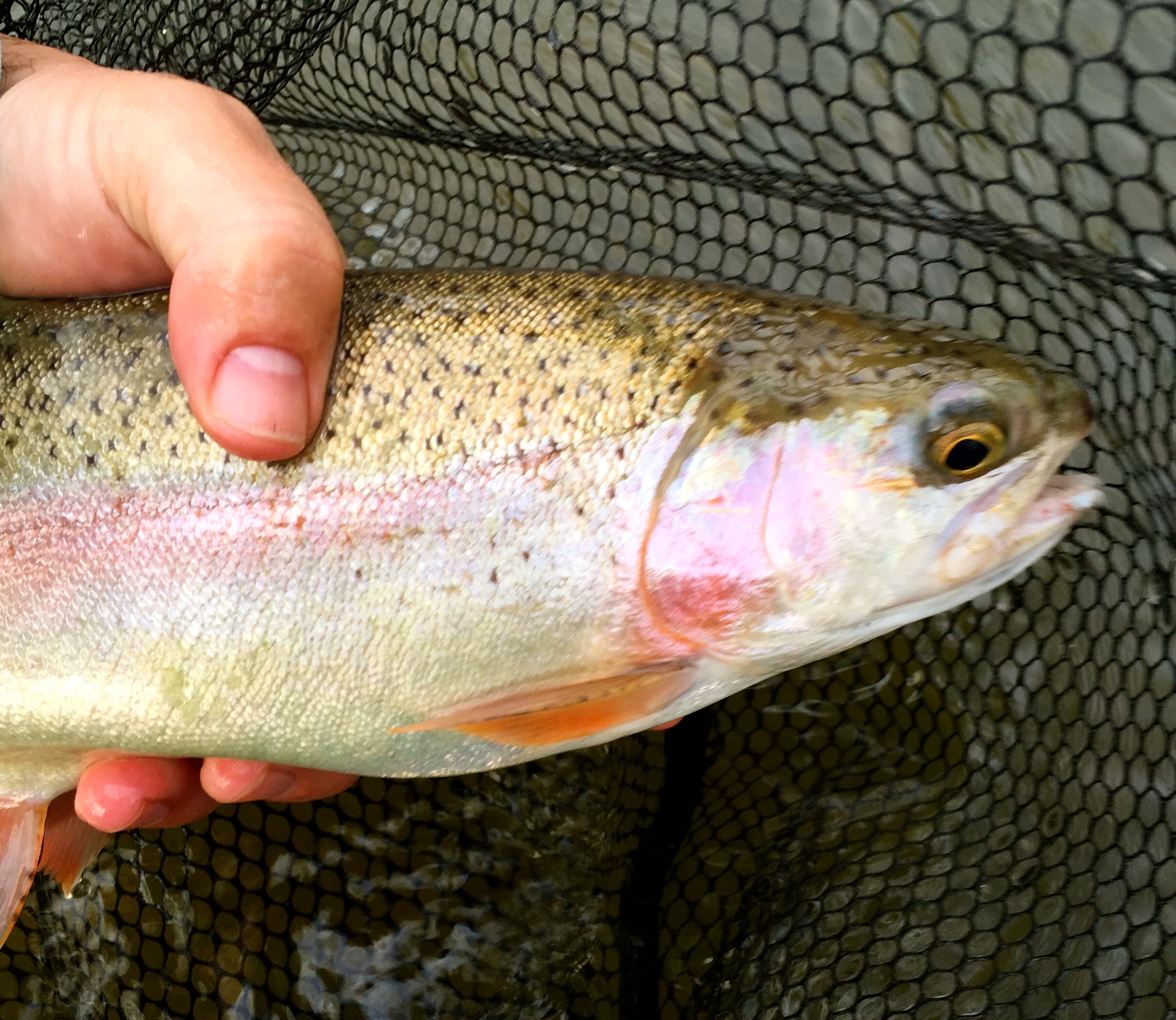 Big Bow Before a Break