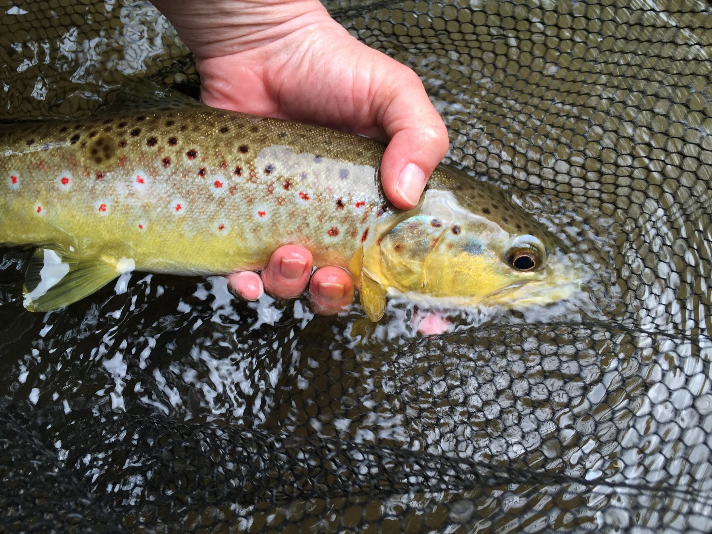 Breakfast brown