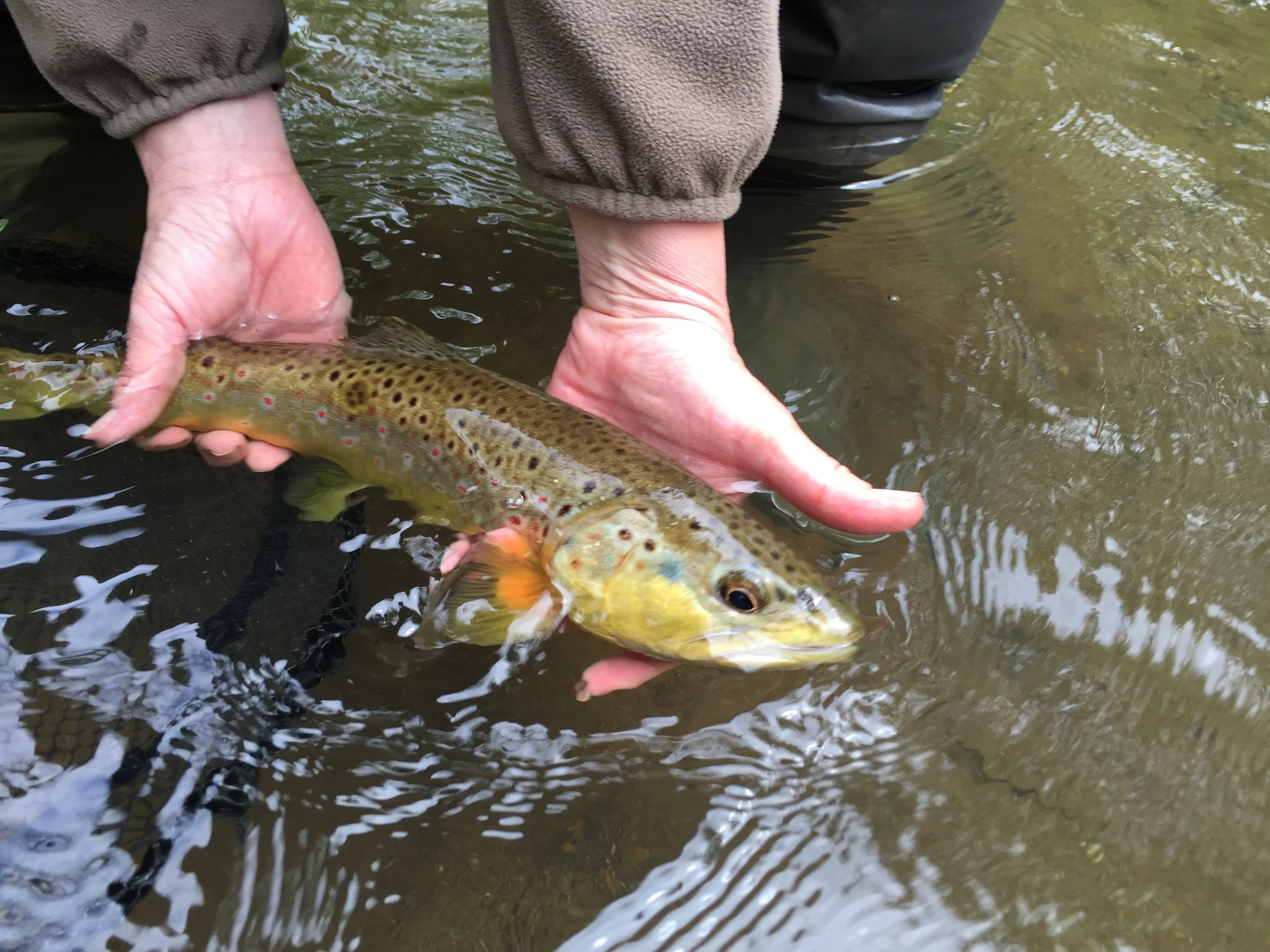 This fish made the day worth the drive!