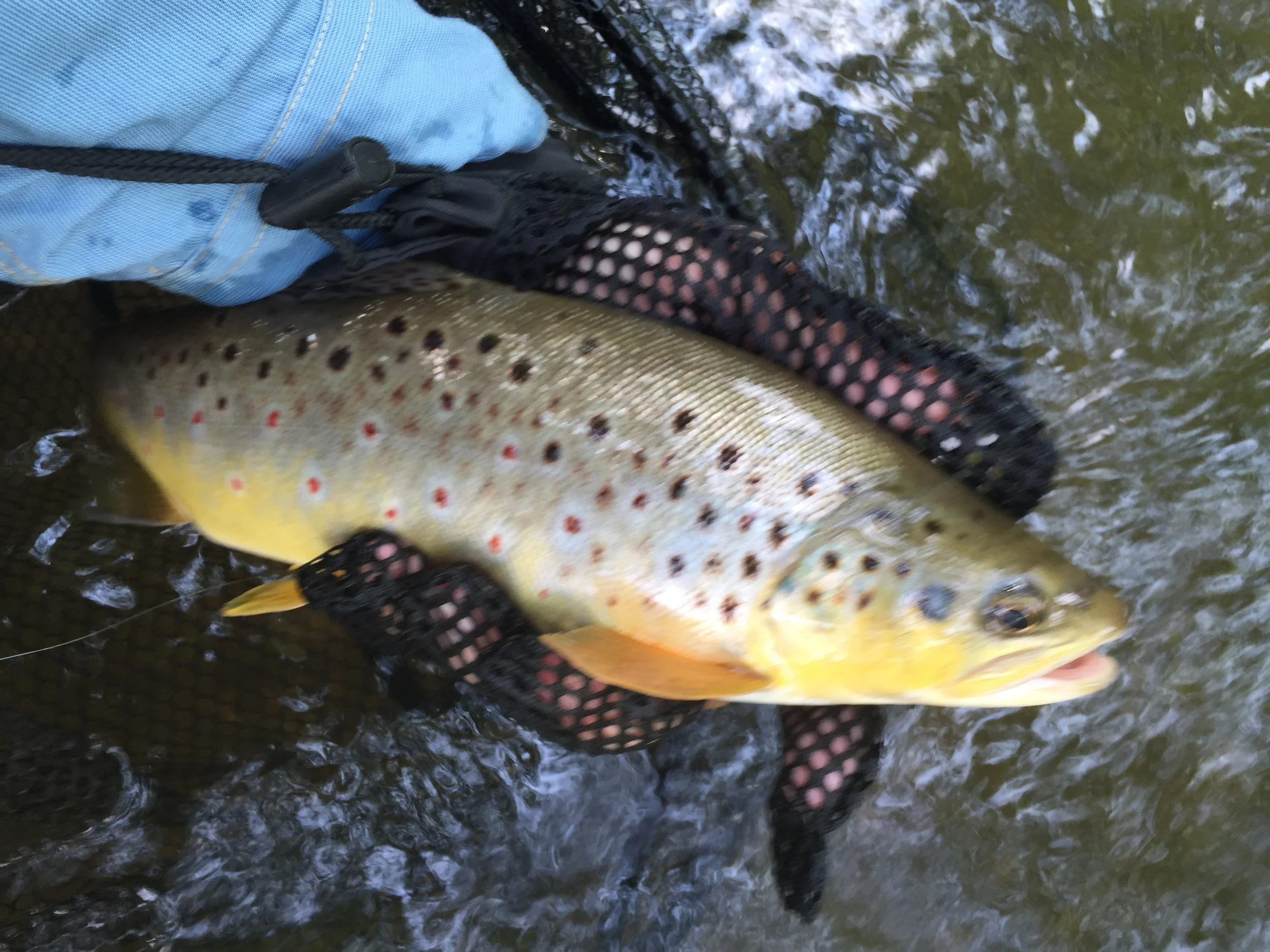 Fishing Report: Fireworks on the Lil E