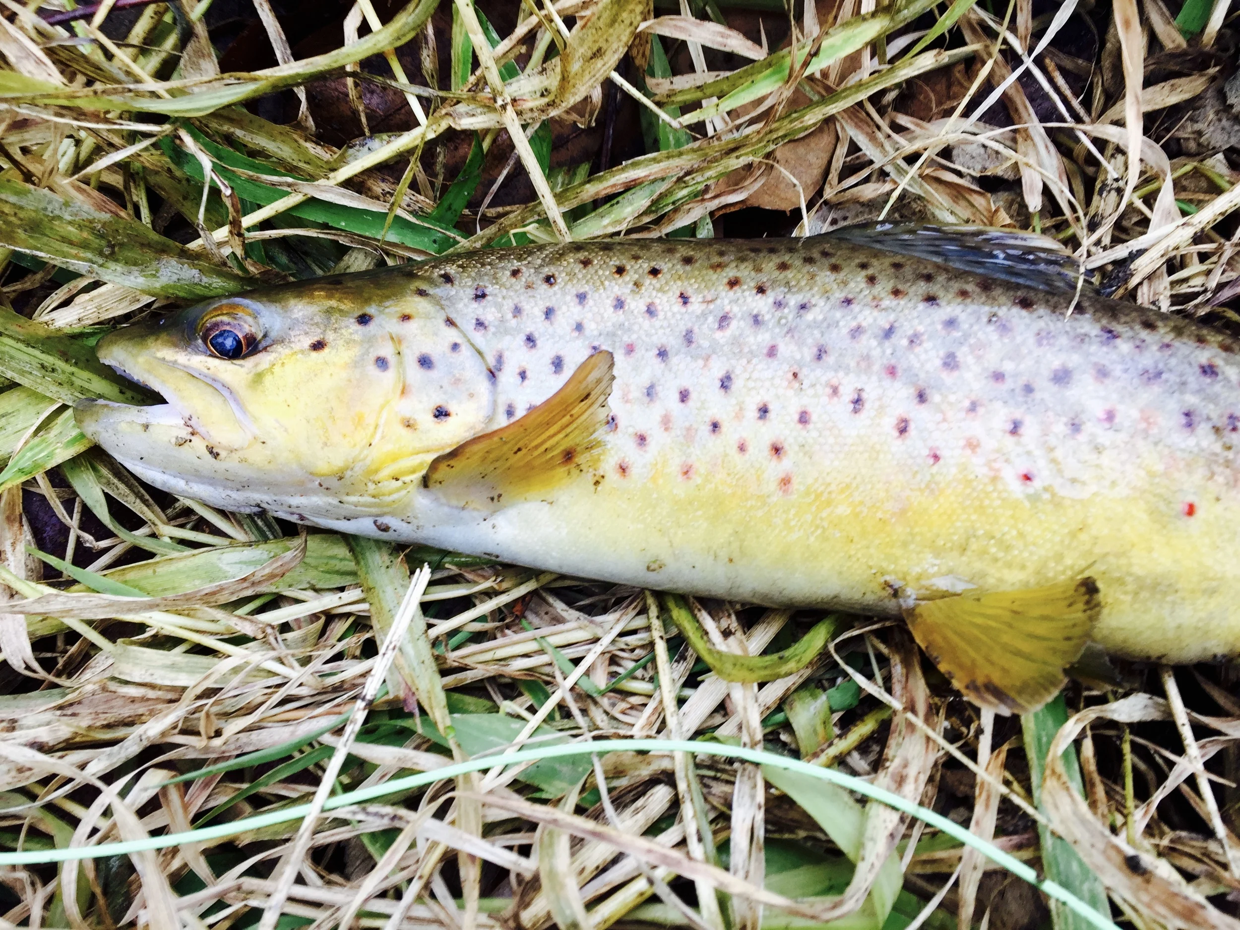 Der Biss: January 7, 2016